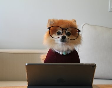 Pomeranian dog looking over laptop