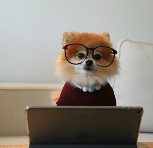 Pomeranian dog looking over laptop